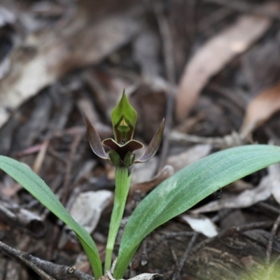 Chiloglottis valida (Large Bird Orchid) at Cotter River, ACT - 27 Nov 2016 by HarveyPerkins