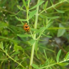 Coccinella transversalis (Transverse Ladybird) at Kowen Woodland - 25 Nov 2016 by JanetRussell