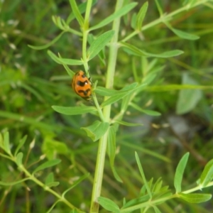 Coccinella transversalis at Kowen, ACT - 25 Nov 2016 11:26 AM