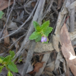 Veronica calycina at Kowen, ACT - 25 Nov 2016 01:31 PM