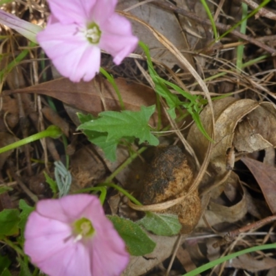 Convolvulus angustissimus subsp. angustissimus (Australian Bindweed) at Kowen Woodland - 24 Nov 2016 by JanetRussell