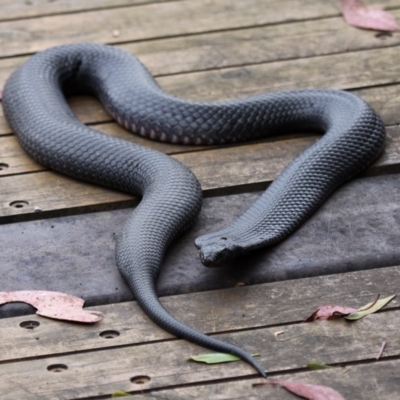 Pseudechis porphyriacus (Red-bellied Black Snake) at Paddys River, ACT - 22 Jan 2012 by HarveyPerkins