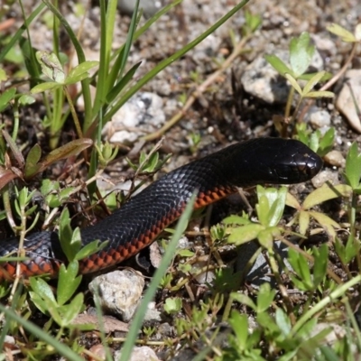 Pseudechis porphyriacus (Red-bellied Black Snake) at Tennent, ACT - 27 Nov 2016 by HarveyPerkins