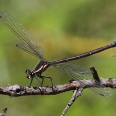 Austroargiolestes calcaris (Powdered Flatwing) at Paddys River, ACT - 27 Nov 2016 by HarveyPerkins