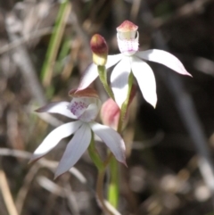 Caladenia moschata (Musky Caps) at Paddys River, ACT - 27 Nov 2016 by HarveyPerkins