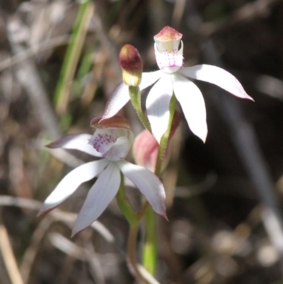 Caladenia moschata (Musky Caps) at Paddys River, ACT - 27 Nov 2016 by HarveyPerkins