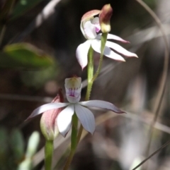 Caladenia moschata at Paddys River, ACT - 27 Nov 2016