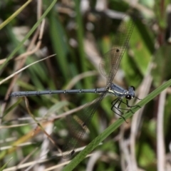 Griseargiolestes intermedius (Alpine Flatwing) at Paddys River, ACT - 27 Nov 2016 by HarveyPerkins