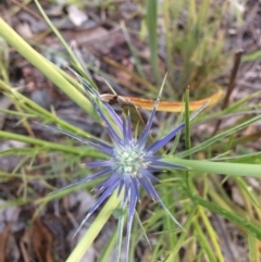 Eryngium ovinum (Blue Devil) at Mount Taylor - 28 Nov 2016 by George