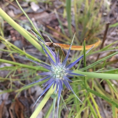 Eryngium ovinum (Blue Devil) at Chifley, ACT - 29 Nov 2016 by George