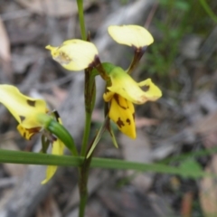 Diuris sulphurea (Tiger Orchid) at Point 60 - 10 Nov 2016 by Ryl