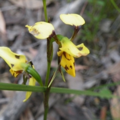 Diuris sulphurea (Tiger Orchid) at Point 60 - 10 Nov 2016 by Ryl