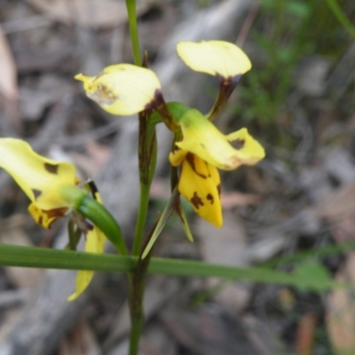 Diuris sulphurea (Tiger Orchid) at Point 60 - 9 Nov 2016 by Ryl