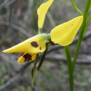 Diuris sulphurea at Point 60 - suppressed