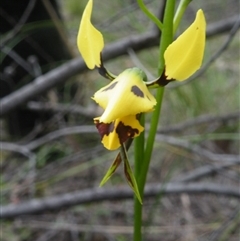 Diuris sulphurea at Point 60 - suppressed