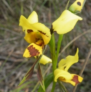 Diuris sulphurea at Point 60 - suppressed