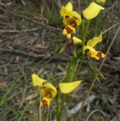 Diuris sulphurea at Point 60 - suppressed