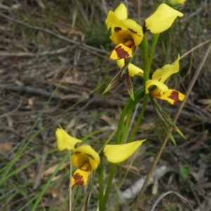 Diuris sulphurea at Point 60 - suppressed