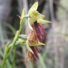 Calochilus montanus (Copper Beard Orchid) at Point 60 - 9 Nov 2016 by Ryl