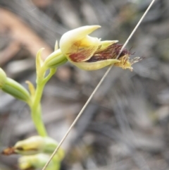 Calochilus montanus (Copper Beard Orchid) at Point 60 - 9 Nov 2016 by Ryl