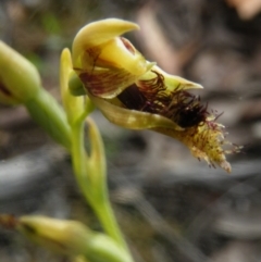 Calochilus montanus at Point 5816 - 10 Nov 2016