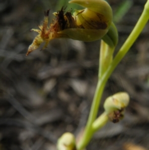 Calochilus montanus at Point 5816 - 10 Nov 2016