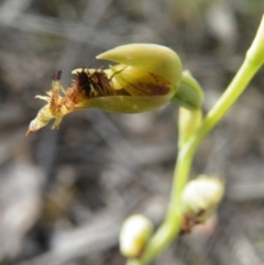 Calochilus montanus at Point 5816 - 10 Nov 2016