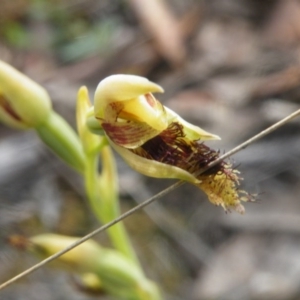 Calochilus montanus at Point 5816 - 10 Nov 2016