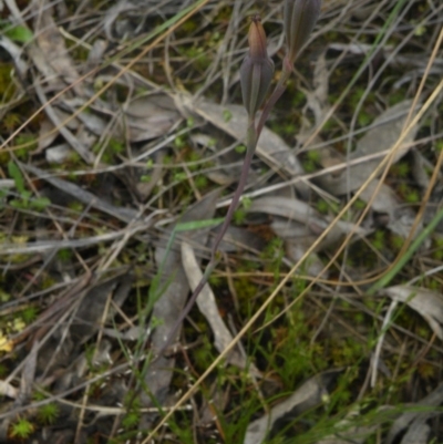 Thelymitra sp. (A Sun Orchid) at Point 60 - 9 Nov 2016 by Ryl