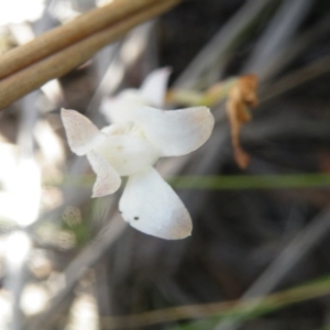 Caladenia sp. at Point 5816 - suppressed