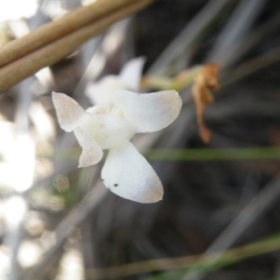 Caladenia sp. (A Caladenia) at Point 60 - 9 Nov 2016 by Ryl