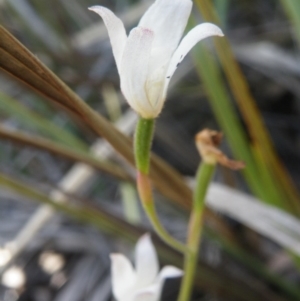 Caladenia sp. at Point 5816 - suppressed