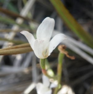 Caladenia sp. at Point 5816 - suppressed