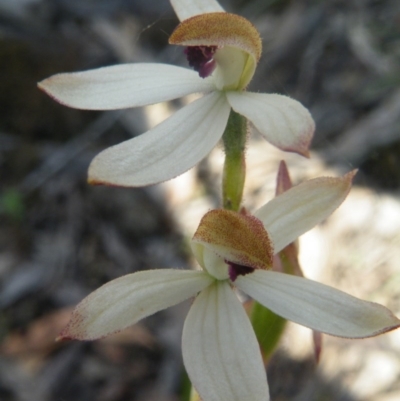 Caladenia cucullata (Lemon Caps) at Point 60 - 10 Nov 2016 by Ryl