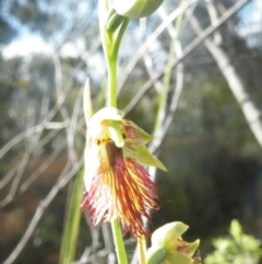 Calochilus montanus (Copper Beard Orchid) at Point 60 - 9 Nov 2016 by Ryl