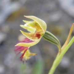 Calochilus montanus at Point 5816 - suppressed