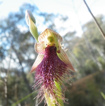 Calochilus platychilus (Purple Beard Orchid) at Point 60 - 10 Nov 2016 by Ryl