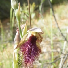 Calochilus platychilus at Point 60 - suppressed