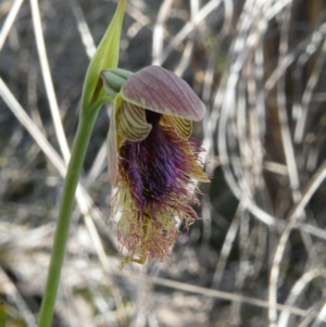 Calochilus platychilus at Point 60 - suppressed