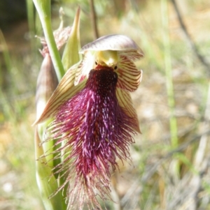 Calochilus platychilus at Point 60 - suppressed