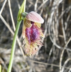 Calochilus platychilus at Point 60 - suppressed