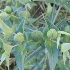 Euphorbia lathyris (Caper Spurge) at Tharwa, ACT - 22 Nov 2016 by MichaelBedingfield