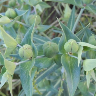 Euphorbia lathyris (Caper Spurge) at Tharwa, ACT - 21 Nov 2016 by michaelb
