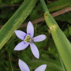 Isotoma fluviatilis subsp. australis at Kambah, ACT - 22 Nov 2016 06:58 PM