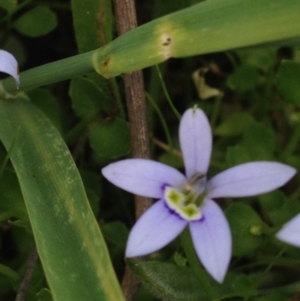 Isotoma fluviatilis subsp. australis at Kambah, ACT - 22 Nov 2016 06:58 PM