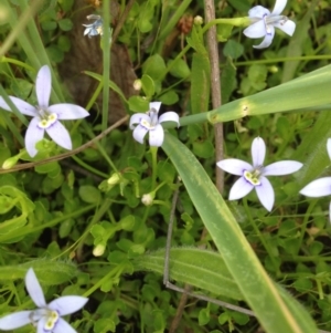 Isotoma fluviatilis subsp. australis at Kambah, ACT - 22 Nov 2016 06:58 PM