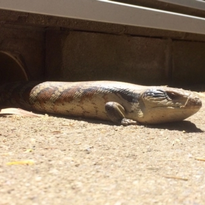 Tiliqua scincoides scincoides (Eastern Blue-tongue) at Bruce, ACT - 29 Nov 2016 by annamacdonald