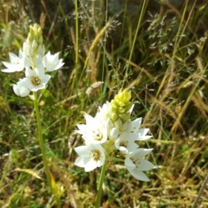 Ornithogalum thyrsoides at O'Malley, ACT - 29 Nov 2016