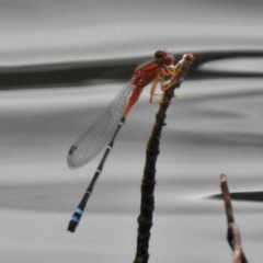 Xanthagrion erythroneurum (Red & Blue Damsel) at Gordon, ACT - 29 Nov 2016 by JohnBundock