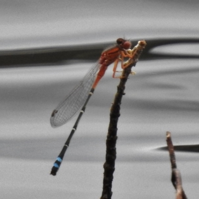 Xanthagrion erythroneurum (Red & Blue Damsel) at Gordon, ACT - 29 Nov 2016 by JohnBundock